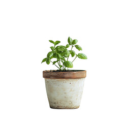 Small Potted Basil Plant Isolated on Transparent Background