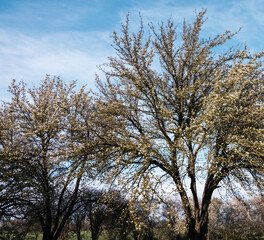 Branches of large old plum trees with flowers against a blue sky background, low angle view.