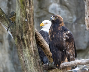 Majestic Raptors: A Pair of Eagles in Harmony