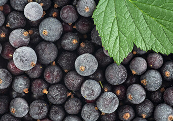 Frozen black currant berries and fresh green leaf as background, top view.