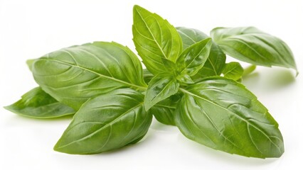 Fototapeta premium Fresh Basil Sprig on White Background