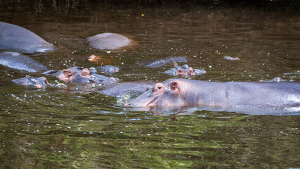 Obraz premium kommen Flusspferde