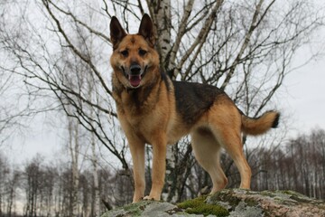 A strong and alert German Shepherd stands proudly on a moss-covered rock. A beautiful dog in a natural outdoor setting with bare trees in the background