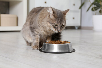 Cute cat near feeding bowl with dry pet food at home
