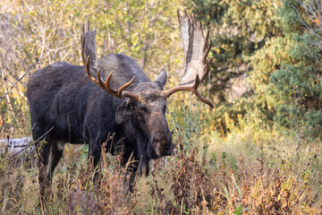 Bull Moose During the Rut in Grand Teton National Park Wyoming in Autumn