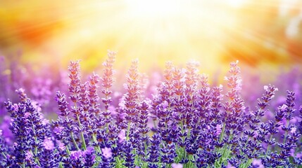 Fototapeta premium Sunset Lavender Field, Blooming Flowers, Provence