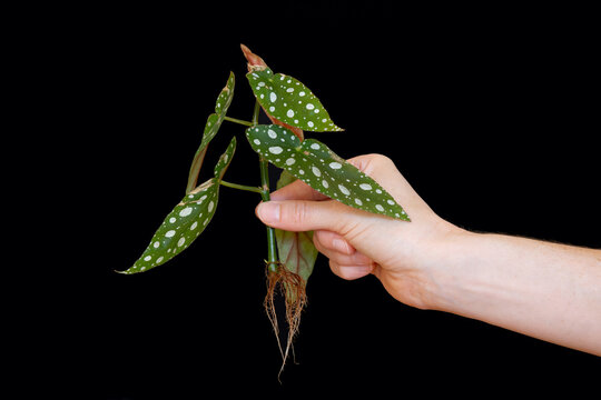 Begonia Maculata showing roots and leaves held in hand against black background.