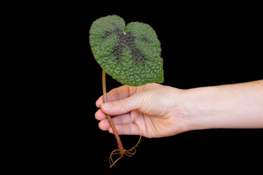 Begonia Rex showing roots and leaves held in hand against black background.