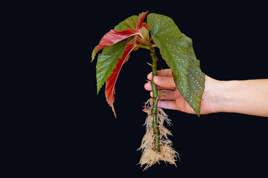 Begonia corallina showing roots and leaves held in hand against black background.