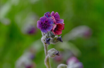 Fototapeta premium Spring purple flowers close-up, detail, atmosphere, nature of Ukraine