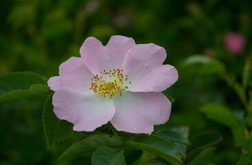 Spring purple flowers close-up, detail, atmosphere, nature of Ukraine
