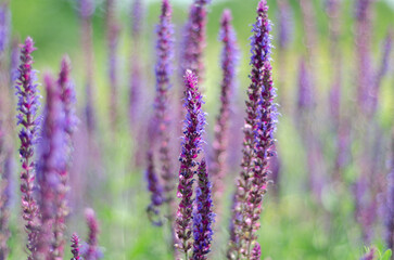 Spring purple flowers close-up, detail, atmosphere, nature of Ukraine