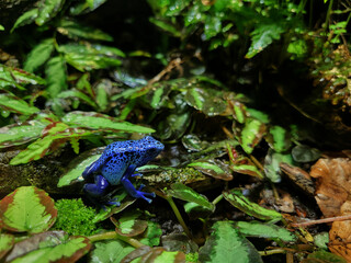 Blue poisonous frog, dendrobate, rainforest frog in a green background
