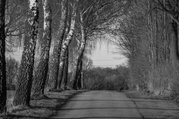 Obraz premium Erste Frühlingssonne im Münsterland