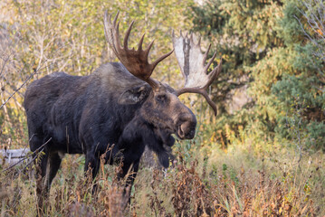 Bull Moose During the Rut in Grand Teton National Park Wyoming in Autumn