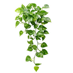 Trailing Pothos Plant with Cascading Green Leaves Isolated on Transparent Background