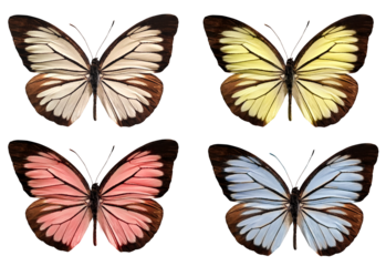 set of colorful butterflies isolated on white, transparent  background for spring and easter design