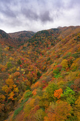 鮮やかな紅葉が彩る秋の渓谷 – 絶景の紅葉シーズン
