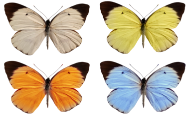 set of colorful butterflies isolated on white, transparent  background for spring and easter design