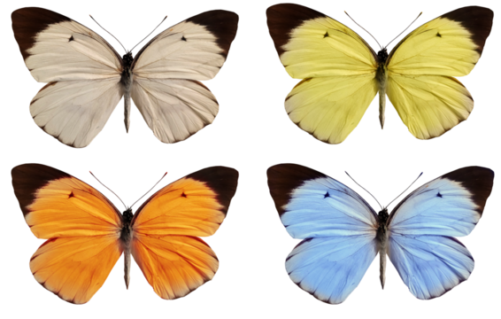 set of colorful butterflies isolated on white, transparent  background for spring and easter design