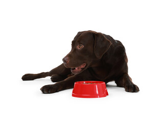 Cute dog lying near bowl of dry pet food on white background