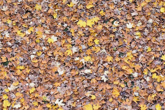 Gefallenes Ahornlaub 01