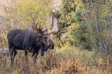 Bull Moose During the Rut in Grand Teton National Park Wyoming in Autumn