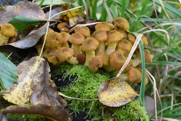 Pilz Hallimasch 02