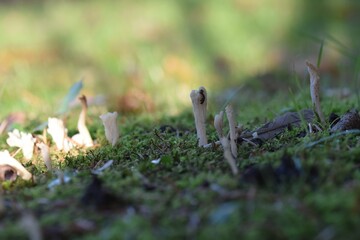 Pilz Weißliche Wiesenkoralle 01