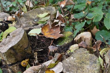 Waldboden 01