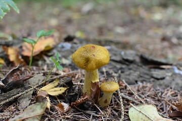 Pilz Hallimasch 01