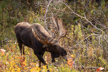 Bull Moose During the Rut in Grand Teton National Park Wyoming in Autumn