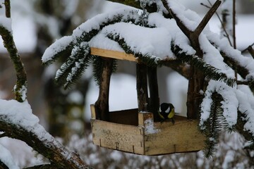 A great tit pecks for food in a handmade wooden bird feeder covered in fresh snow. A peaceful...