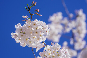 A blooming branch of cherry blossom tree in spring.
