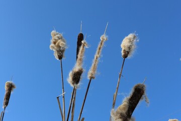 fluffy and wind-blown wolf manes in early spring on a blue sky background creating a warm and...