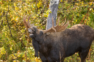 Bull Moose During the Rut in Grand Teton National Park Wyoming in Autumn