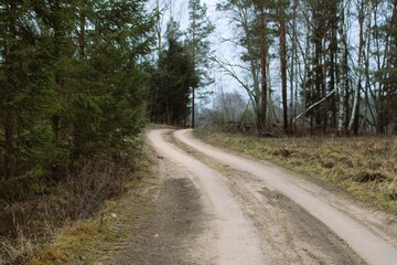 A winding dirt road meanders through a quiet forest, surrounded by evergreen and deciduous trees. A peaceful rural landscape perfect for nature walks