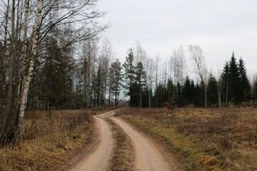 A winding dirt road meanders through a serene forest landscape. Bare trees and evergreen pines line the path, creating a peaceful and natural countryside scene