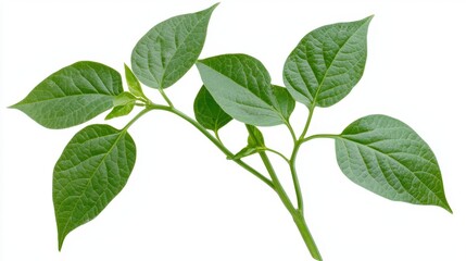 Naklejka premium Fresh green bean isolated on transparent or white background. 