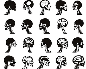 Head neck anatomy diagrams