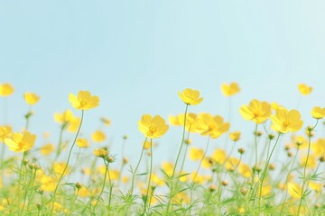 Fototapeta premium 春の日差しの中で咲く黄色の花々が広がる美しい風景