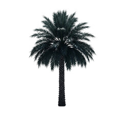 Date palm tree under the moonlight