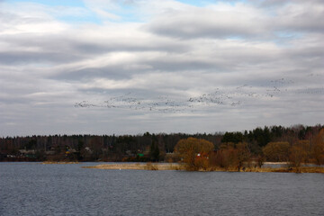 Early spring. Over a reservoir the big pack of geese flies by. The distant coast with the village and the forest is visible. The sky with clouds very beautiful.