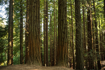 Redwood forests, some with trunks damaged by people's hugs. It is a very long-lived evergreen tree and the tallest conifer in existence. Scientific name: Sequoia sempervirens.