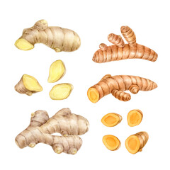 Ginger and turmeric roots. Hand drawn illustration in watercolor and isolated from the background. For food design, packaging and menu design