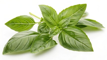 Fototapeta premium Fresh Basil Sprig on White Background