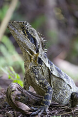 A full body shot of a Australia water dragon