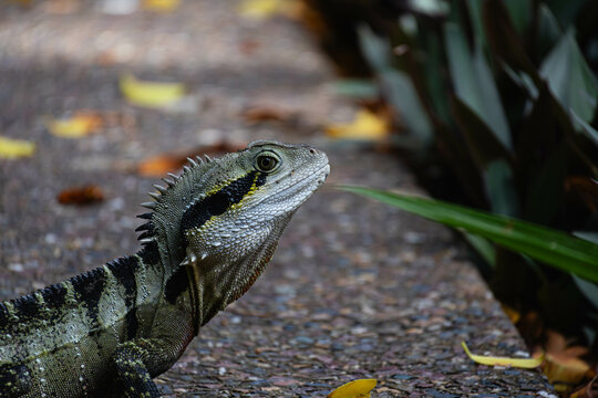 Australian Water Dragen in  a outdoor park