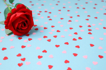 red rose and petals