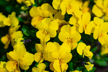 Pansy yellow flower. Flowers blossom background. Blossom backdrop. Natural bloom floral background. Blossom spring flowers banner. Spring blooming template. Flowers texture for spring design.